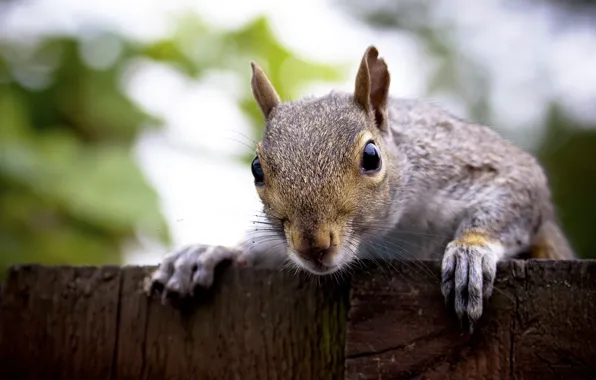 Animals, protein, animals, squirrel