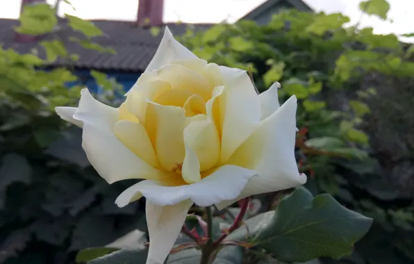 Rosette, Beautiful, Fragrant