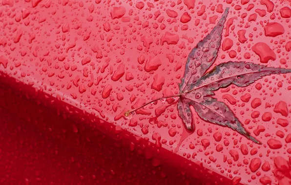 Picture Red, Autumn, Rain