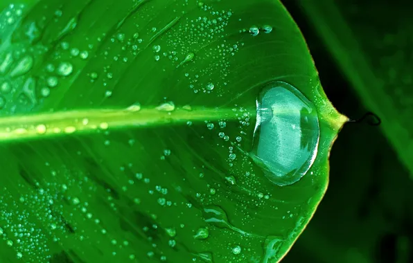 Picture macro, nature, drop, green leaf