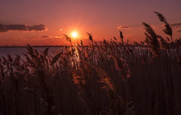 Bridge, lake, dawn, reed