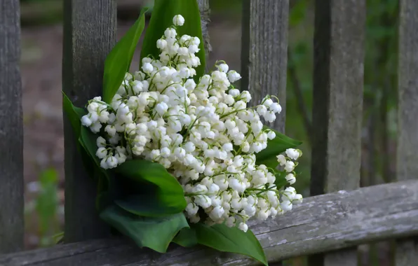 Picture beauty, bouquet, lilies of the valley, forest flowers
