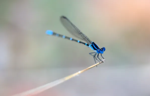 Wings, dragonfly, stem, wings, dragonfly, stalk, blue ring, blue rings