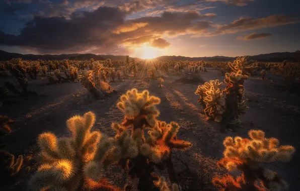 Sunset, desert, cacti