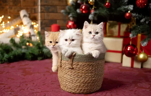 Look, balls, cats, room, carpet, legs, Christmas, kittens