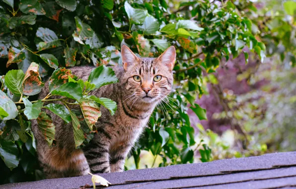 Picture eyes, cat, look, Koshak