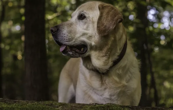 Picture dog, dog, Labrador Retriever