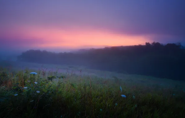 Picture summer, fog, Rosa, dawn, morning