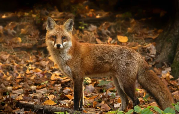Autumn, leaves, nature, Fox, red, bokeh