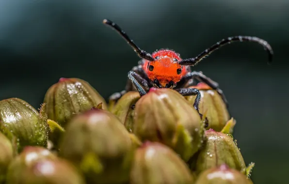 Macro, beetle, insect