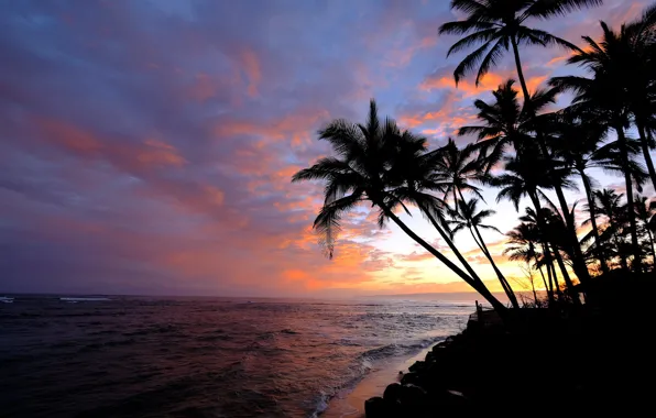 The sky, palm trees, the ocean, dawn, morning, Hawaii, Pacific Ocean, Hawaii
