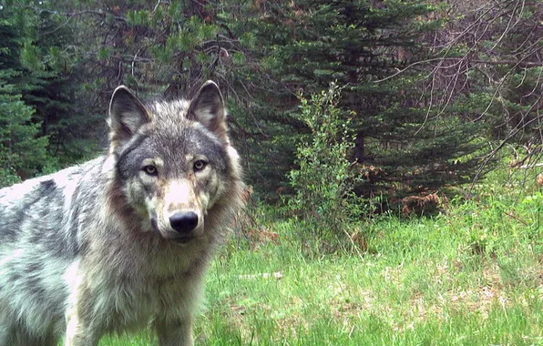 Nature, face, animal, wolf, wildlife, head, fur, mammal