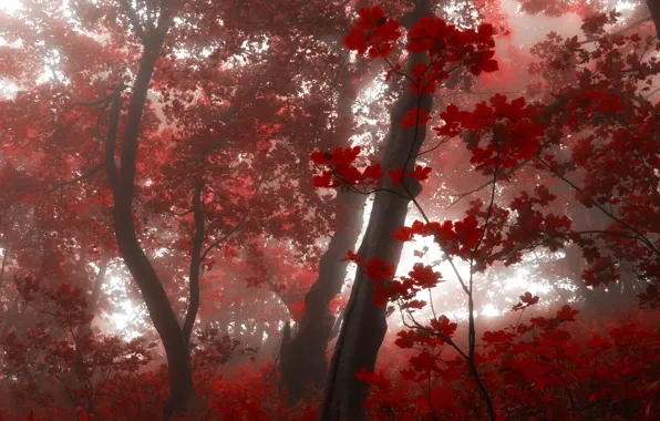Forest, leaves, trees, fog, morning, Autumn, red, red