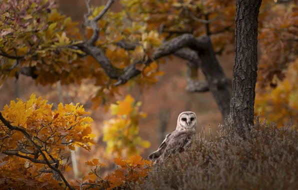 Autumn, forest, trees, branches, owl, bird, foliage, the barn owl