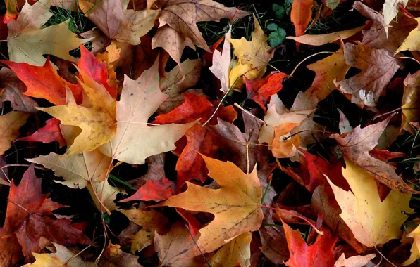 Autumn, leaves, yellow, red, foliage, fallen