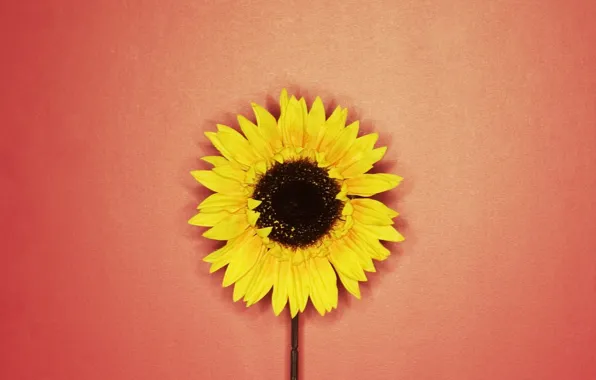 Red, yellow, Sunflower