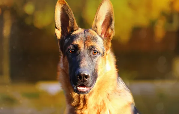 Face, background, each, portrait, dog