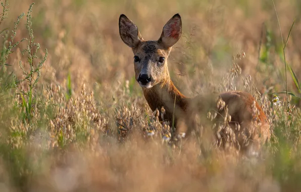 Picture grass, nature, animal, deer, ROE