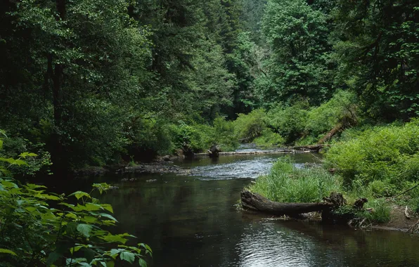 Picture forest, trees, river