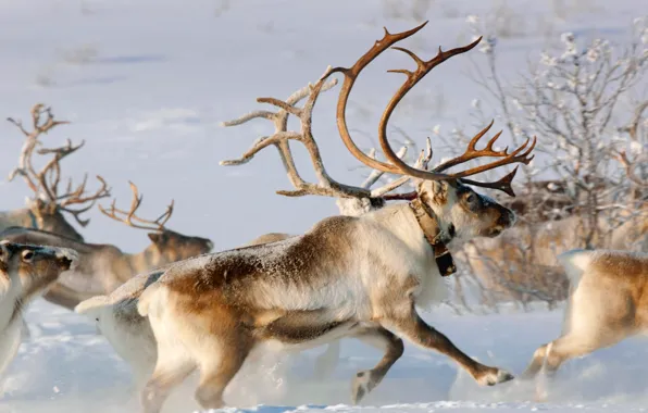 Picture winter, snow, Norway, horns, team, reindeer, The Karasjok, Finnmark