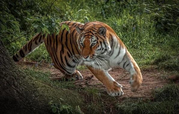 Picture greens, grass, face, trees, nature, tiger, predator, paws
