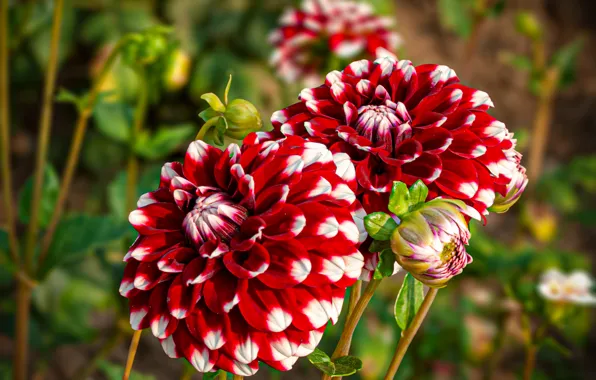 Flowers, red, Duo, bokeh, dahlias, white