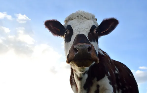 Picture the sky, face, cow