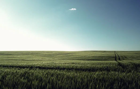 Picture the sky, grass, cloud, meadow, quiet, Solnechnye