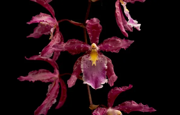 Macro, the dark background, Orchid