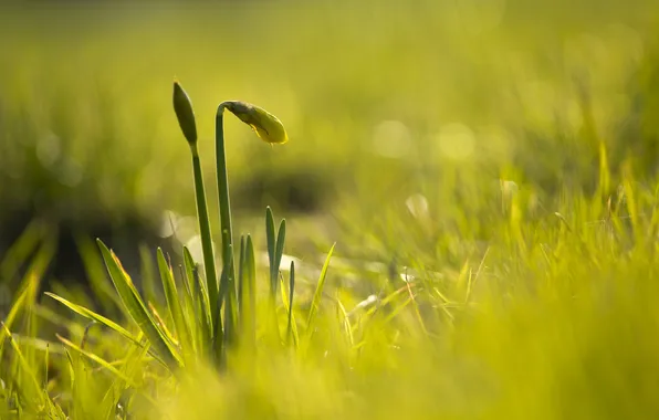 Picture grass, flowers, yellow, buds, daffodils