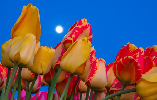 Picture the sky, nature, the moon, petals, stem, tulips