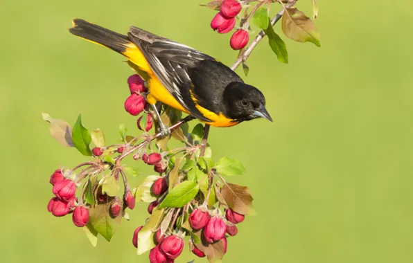 Flowers, branches, bird, beak, garden, tail, Baltimore Oriole