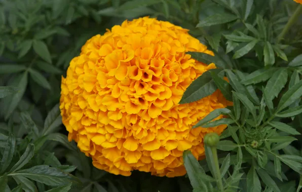Macro, flowers, orange, barocci