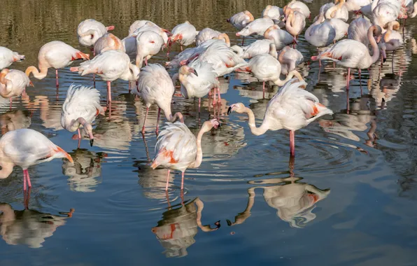 Birds, reflection, pack, Flamingo, pond, a lot