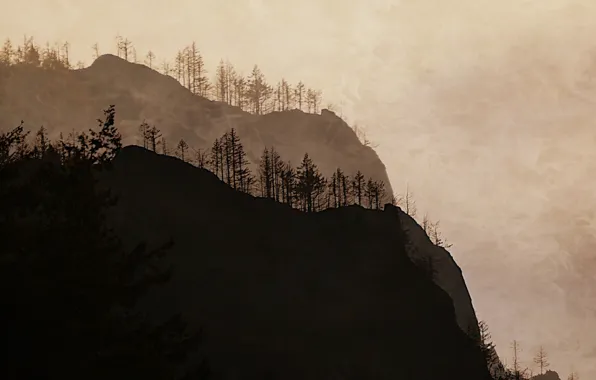 Picture forest, mountains, nature
