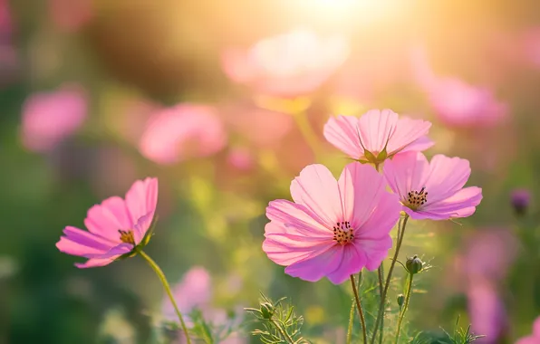 Summer, rays, light, flowers, pink, bokeh, cosmos, AI art