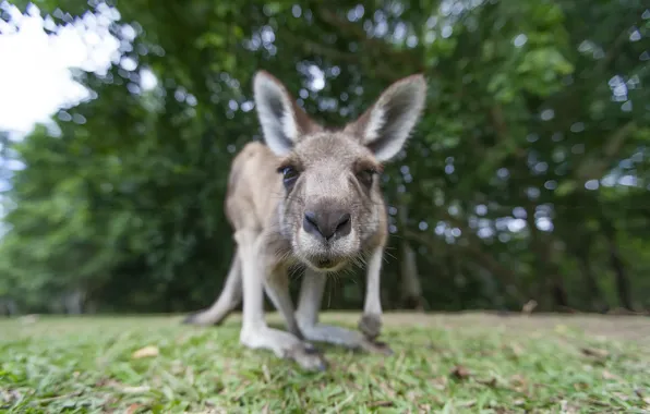 Face, nature, kangaroo