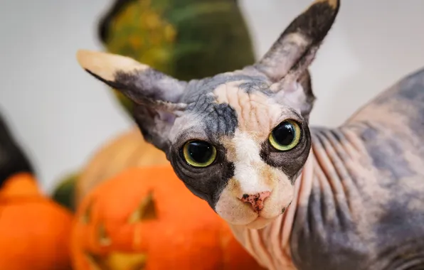 Autumn, cat, cat, look, pose, pumpkin, pumpkin, Halloween