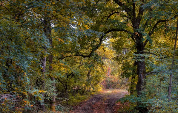 Picture autumn, forest, trees