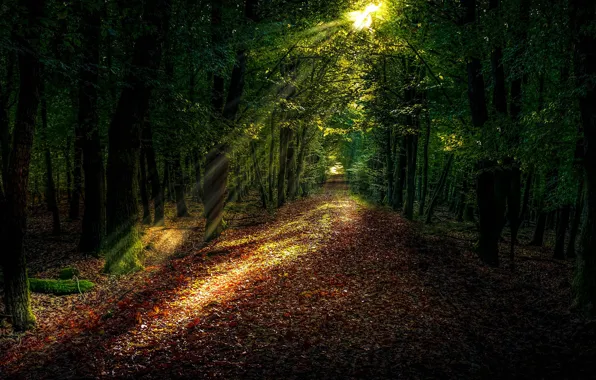 Picture the sun, light, forest, leaves