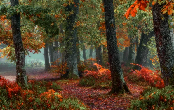 Autumn, forest, paint