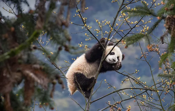 Bear, Panda, bear