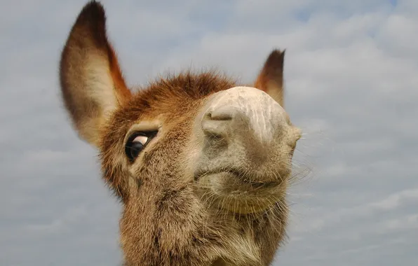 Face, background, donkey