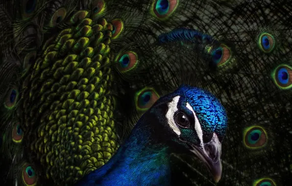 Look, the dark background, bird, portrait, feathers, tail, peacock