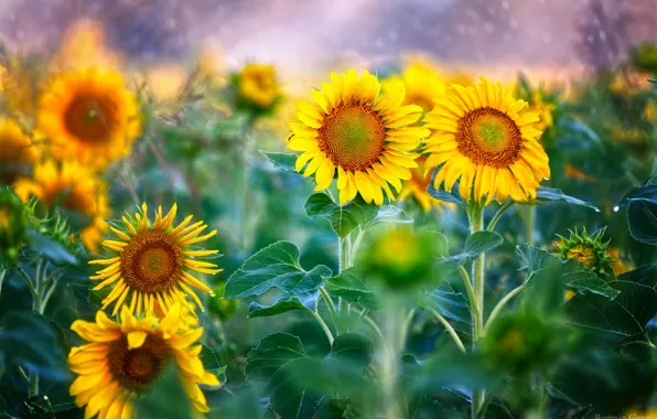 Picture field, sunflowers, suns