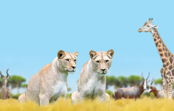 Wallpaper nature, animal, giraffe, lioness