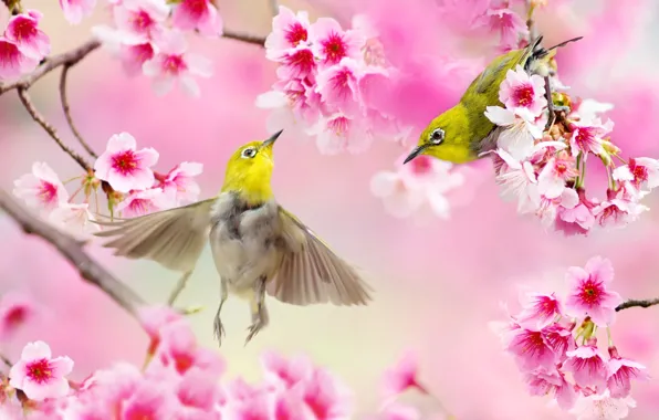 Birds, branches, nature, spring, Sakura, pair, Taiwan, flowering