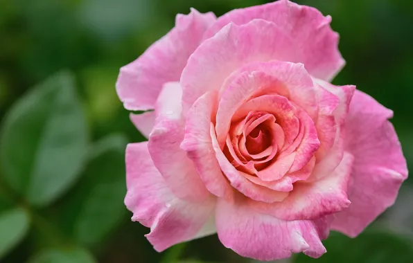 Picture macro, roses, pink
