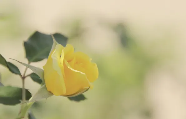 Flower, leaves, macro, background, rose, color, blur, Bud