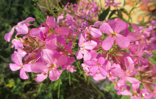 Macro, Flowers, Rosa, Morning, Lilac, Mamala ©, Summer 2018, Meadow